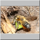 Megachile willughbiella - Blattschneiderbiene w03b 14mm beim Blatteintrag - Sandgrube Niedringhaussee fdet10.jpg